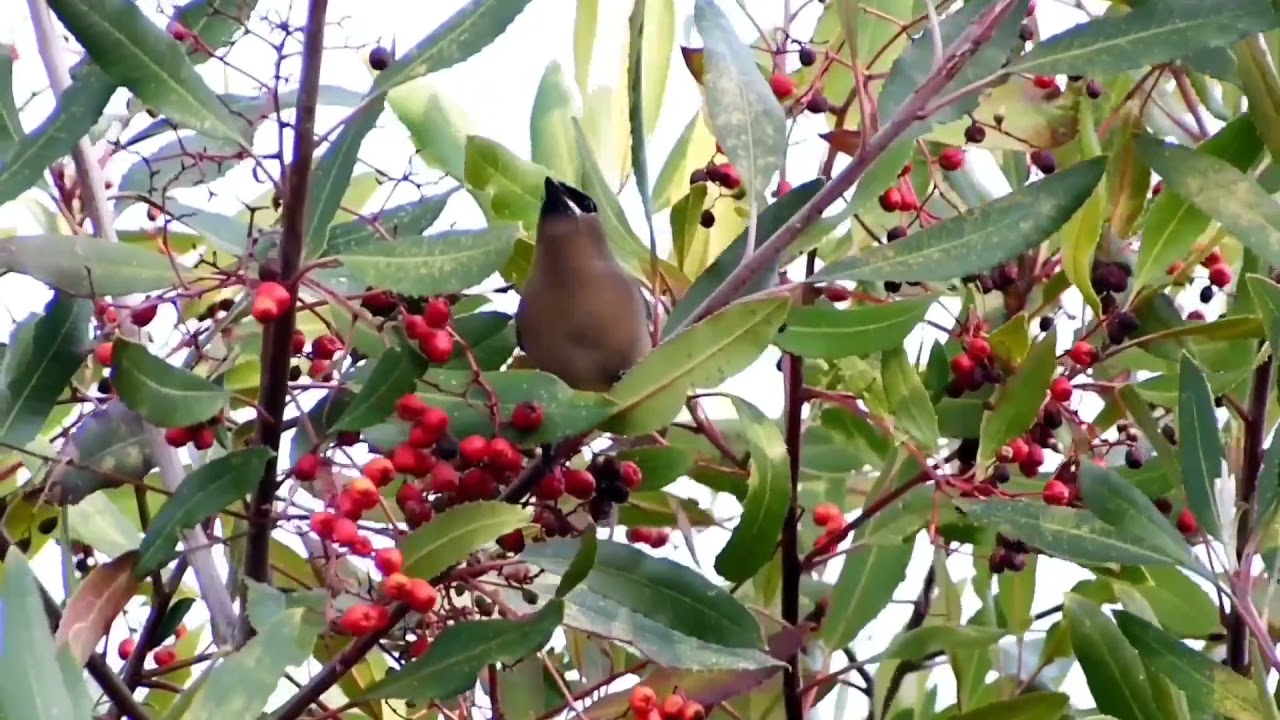 Cedar Waxwing eating berries