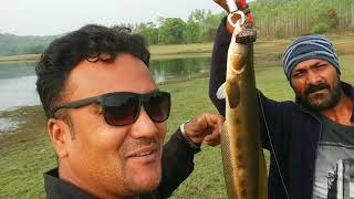 मरल मासेमारी||मरल मचली का शिकार||Snakehead Fish Hunting||Maral machli ka Shikar