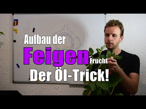 Wie ist eine Feige aufgebaut? Frucht, Blüten und die Öffnung erklärt