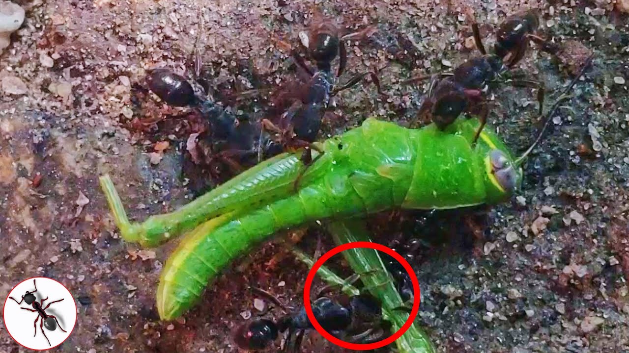 NGERI Semut Hitam vs Belalang Hijau Sekarat 😱 | Semut | Serangga TV Channel