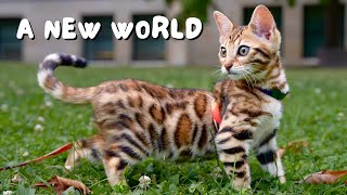 Our Bengal kitten goes outside for the first time! | Ep 3 by Ezra, Nova, and Conan 203,715 views 7 months ago 7 minutes, 36 seconds