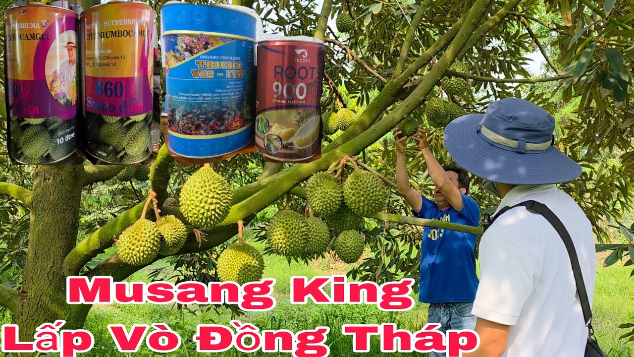 Siêu Phẩm Musang King Giúp Thành Công Vườn SẦU RIÊNG MUSANG KING Thúc Tròn Trái Hông