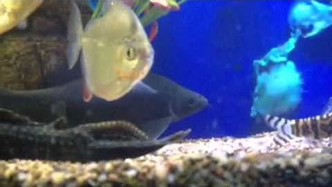 Paul Talbot talking about a personal favorite the black sha