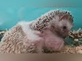 Hedgehog mating