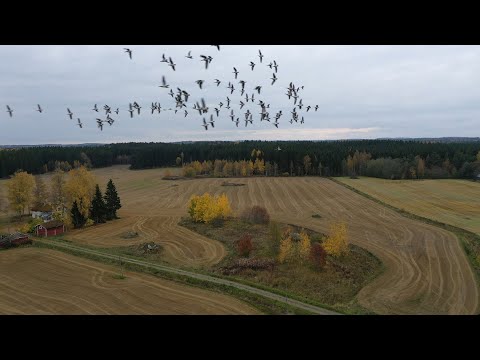 Video: Kuinka Hanhet Pelastivat Rooman