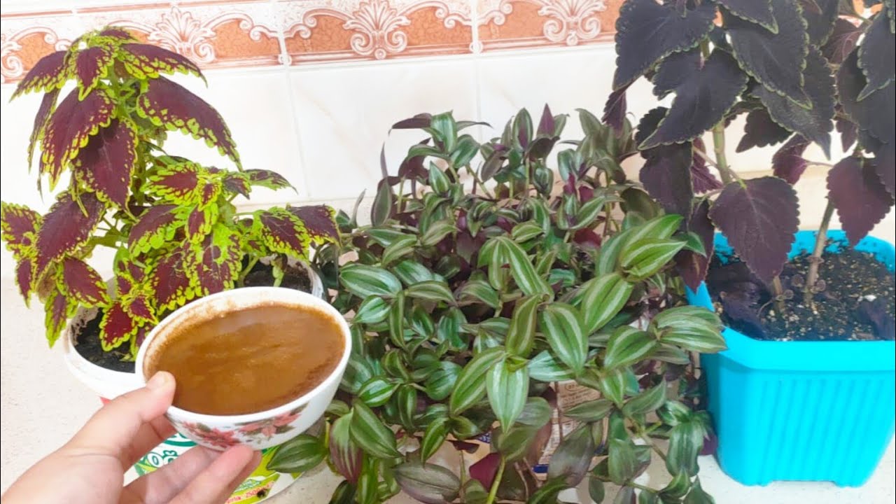 ✅1.ÖLÇEK VERDİM✅YAPRAK GÜZELİ ÇİÇEĞİ ✅ÇİÇEK COŞTURAN ✅ÇİÇEK BAKIMI