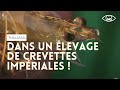 Dans un élevage de crevettes impériales ! Thalassa (reportage complet)