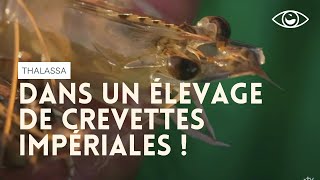 Dans un élevage de crevettes impériales - Thalassa