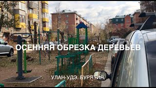 ОСЕННЯЯ ОБРЕЗКА ДЕРЕВЬЕВ