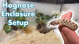 Setting Up a Hognose Snake Enclosure | Creating my Hognose Habitat!