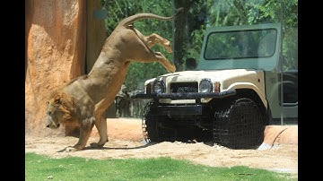 Alek The Timor Deer Greets His New Lion Friends at Savanna Bali Zoo