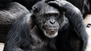 Chimpanzee - Our Closest Living Relatives / Documentary (English/HD)