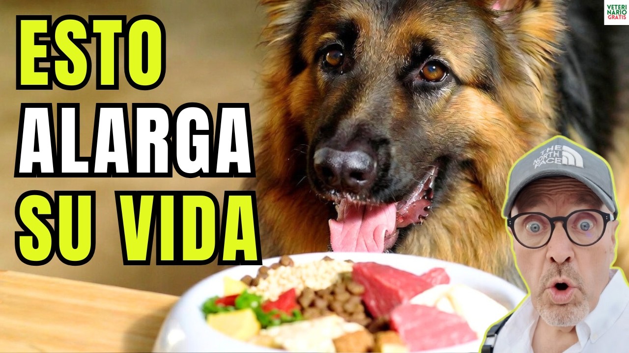 😱 20 ALIMENTOS QUE TU PERRO NECESITA PARA VIVIR MAS 😱
