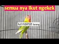 Suara Burung Lovebird Ini Ampuh Bikin Labet Apapun Jadi Ngekek Panjang Jos Mp3 - Mp4 Download