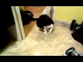 Cat chasing her leg.mp4