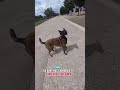 ce sont des exercices à faire avec vos chien GUN 29 malinois