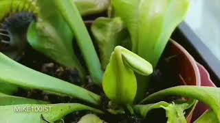 Venus Flytrap Time-Lapse (75 days)