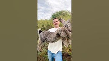 Amazing Animal Growth Journey!