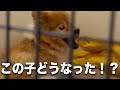 【獰猛犬】保健所で４年間檻に入っていた犬がついに...