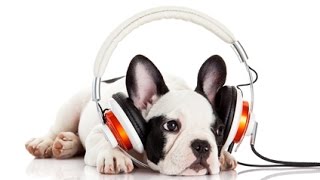 Dog Music: Is your home life affected by barking whining or destructive behaviour from your dog?