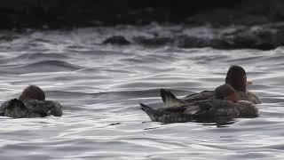 1080115澳底澳埔紅胸秋沙(Mergus serrator)1