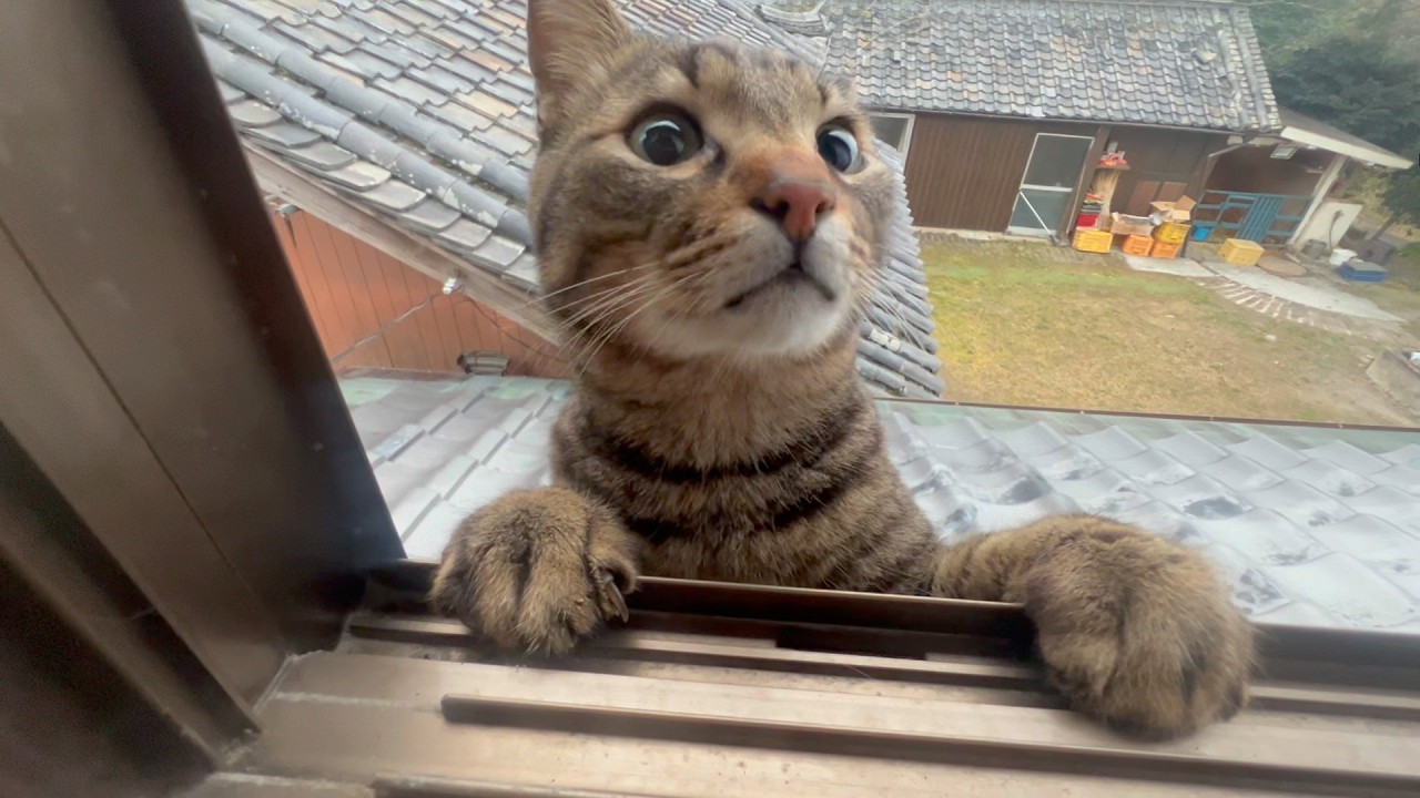 なんだかんだ気になって偵察しに来る猫