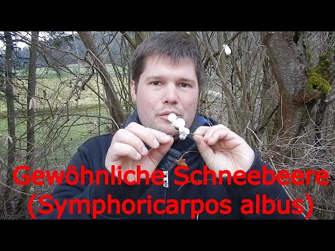 Video: Snowberry Plant Info - Wann und wo man Schneebeersträucher pflanzt