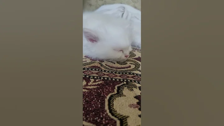 Watch the video about Blue is trying to sleep 😆😆 Please follow my channel. #cat #roblox #meowmoments #persiancat #persian