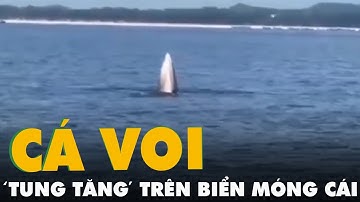 Ngư dân quay được cảnh cá voi ‘tung tăng’ trên vùng biển Móng Cái