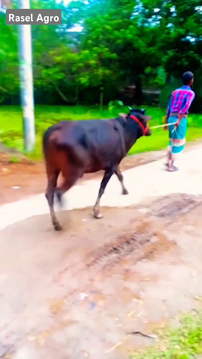 gorur tiktok reels video. cow amba hamba guru vas #viral #animals #shorts #foryou #official #page