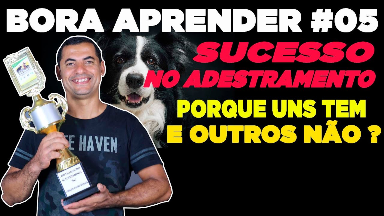 AULA - PORQUE ALGUNS TEM SUCESSO NO ADESTRAMENTO E OUTROS pastor belga