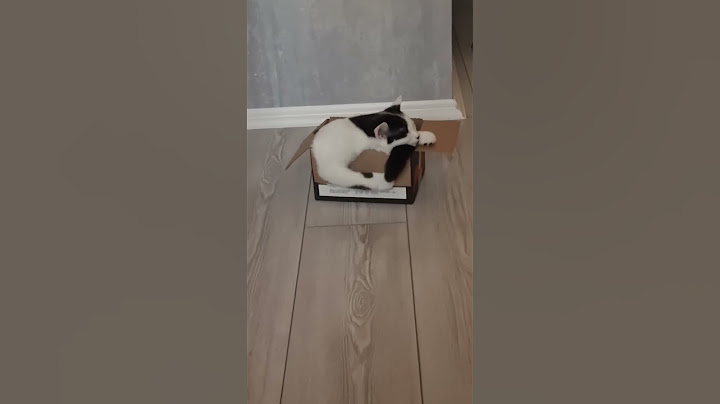 Удобно? #shortsvideo #cat #кот #котики #shorts #shortvideo #тренд #котик #пушистый #шортс #short