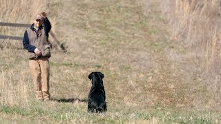 Handling Tips For Retriever Trainers