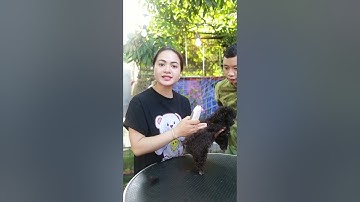 Cạo lông máu cho chó #poodle