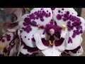 Орхидея БАБОЧКА - БИГ ЛИП. Новые орхидеи Бабочки. Предпразничный завоз орхидей.