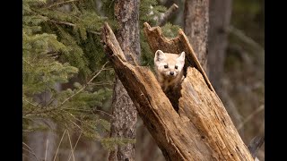 Pine Martin at SaxZim Bog 3/2024