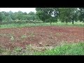 FoodPrepping's Garden for Summer of 2017 -  1st Update May