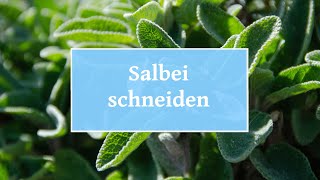  Salbei schneiden – Mit dieser Anleitung gehts von Frühjahr bis Winter