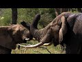 Unit 9 south african wildlife subtitled