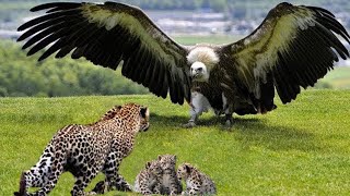 Eagle Vs Leopard Epic Battle! The Eagle's Revenge When The Leopard Invades Its Territory screenshot 4