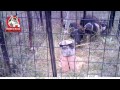 Feral Pigs caught in hog trap.