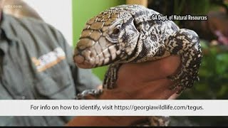 Bitey, four-foot long lizard invading Georgia