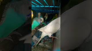 #explore #bts #parrot #budgerigarbird #youtubeshorts #budgie #petbird