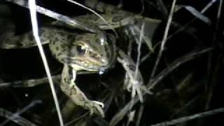 Plains leopard frogs calling