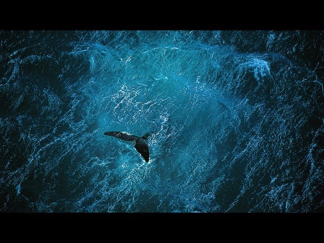 Planet Ocean [UK]- the film by Yann Arthus-Bertrand & Michael Pitiot