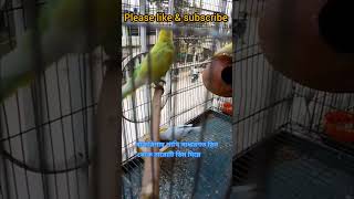 বাজরিগার পাখি কতগুলো ডিম দেয়?@Funlybird #birds #egg #budgiesegg