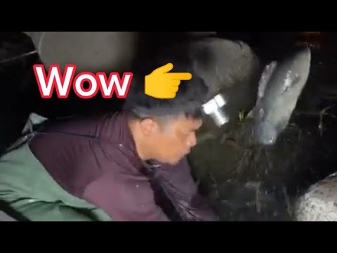 Fishing , Hand Fishing , Amezing catching fishing video , River Fishing , #youtubeshorts