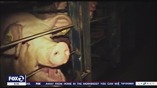 Bringing home the bacon tops new California laws in 2022