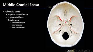 Cranial Cavity and Brain - Cranial Fossae
