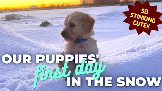 Socializing 10 Puppies to the Snow // They are only 6 weeks old!